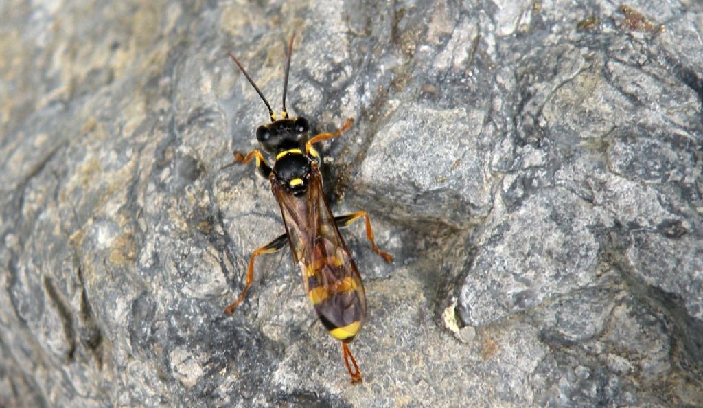 Mellinus arvensis, Crabronidae